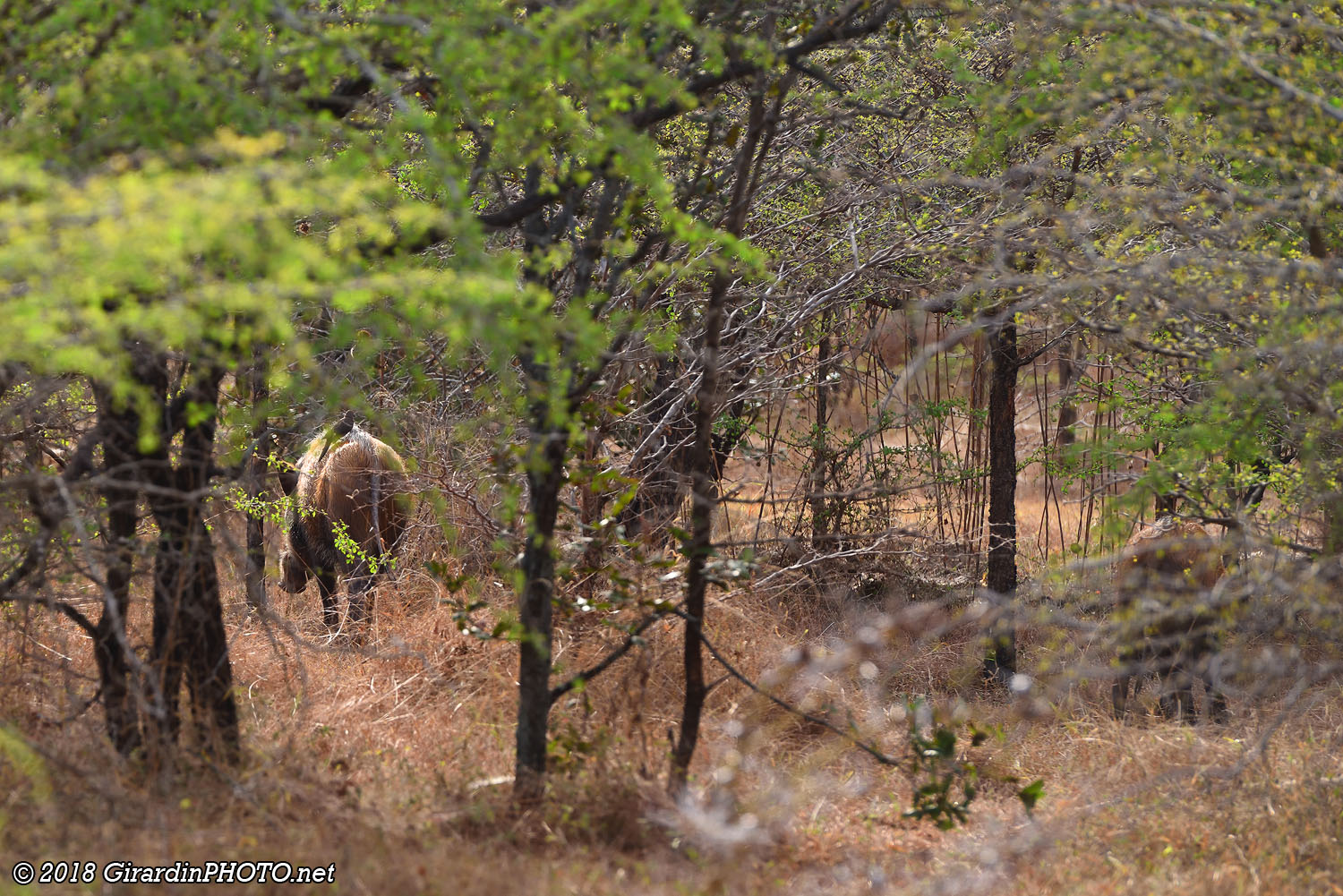 Potamochères (bush pig)
