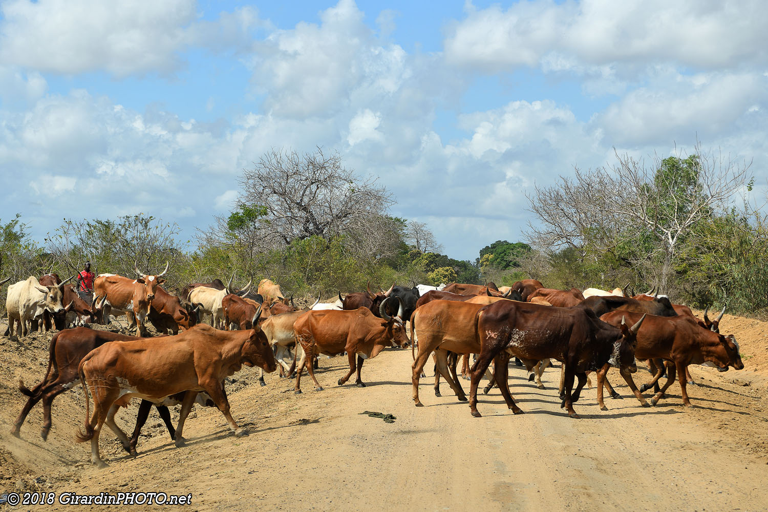Traversée de bétail