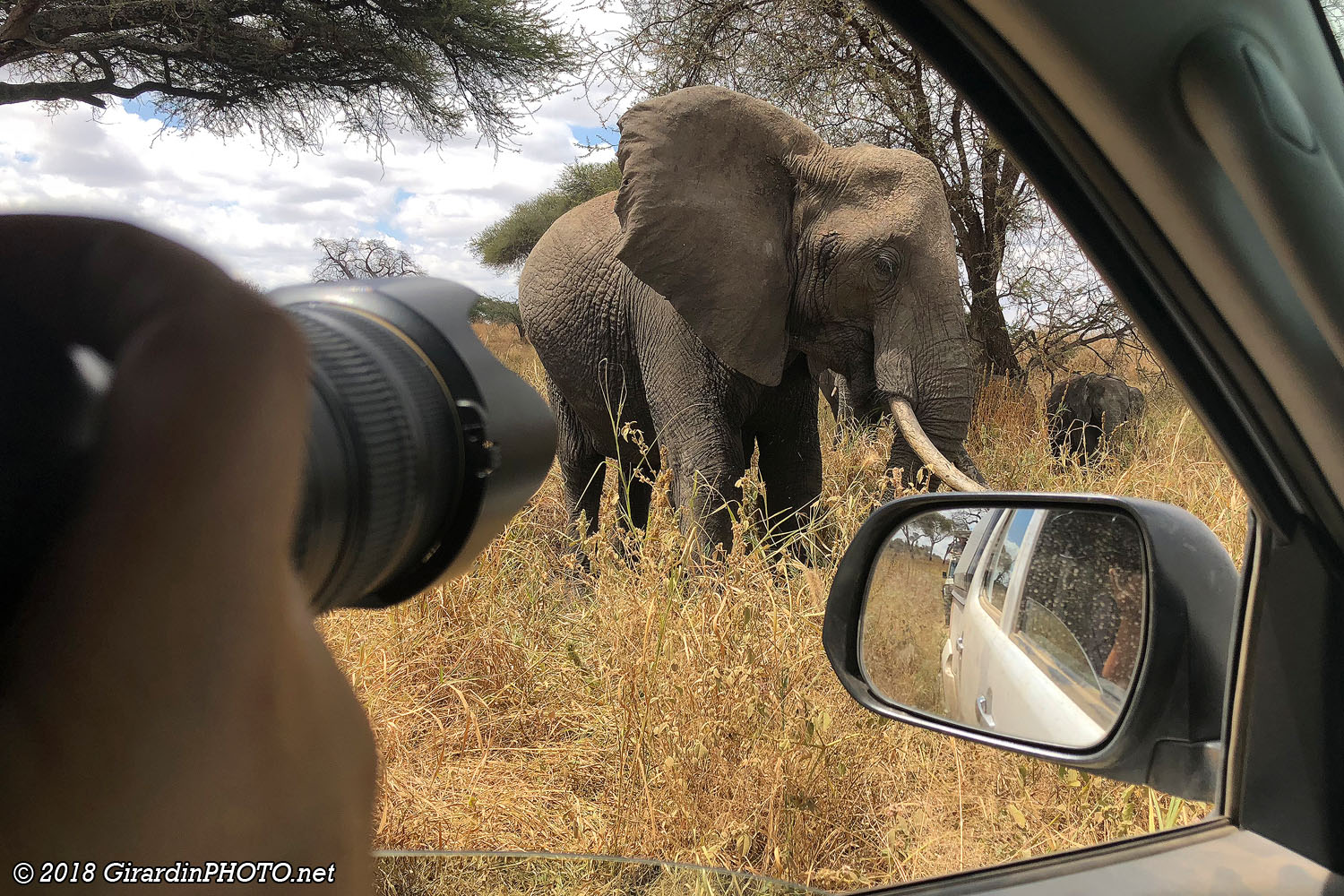 Eléphant au grand angle