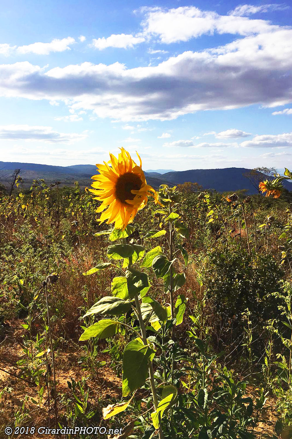 Derniers rayons de soleil pour les tournesols