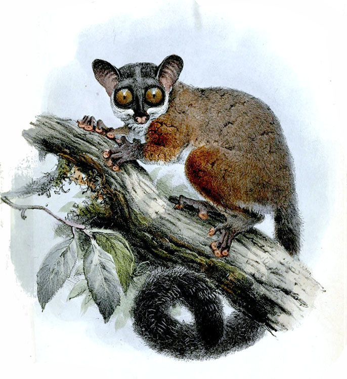 Galago (gravure du XIXe siècle)