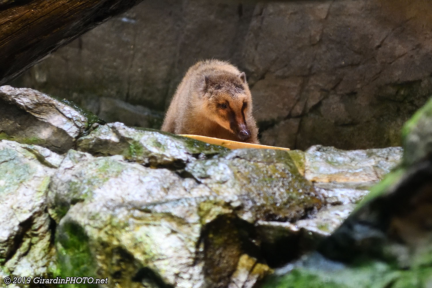 Coati