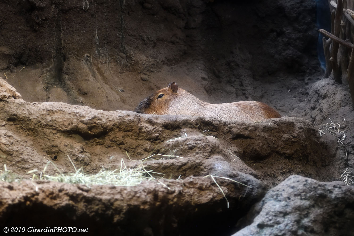 Capybara