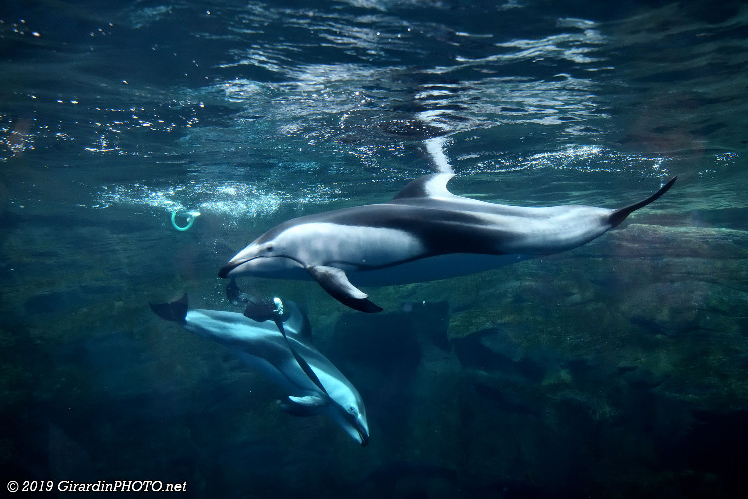 Dauphins à flancs blancs du Pacifique