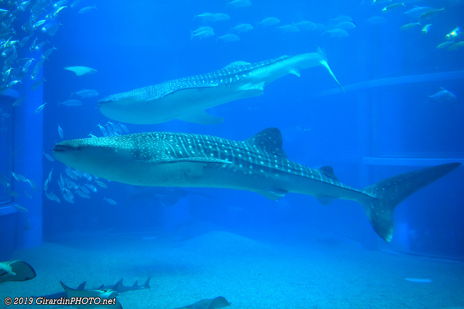 Requins baleines