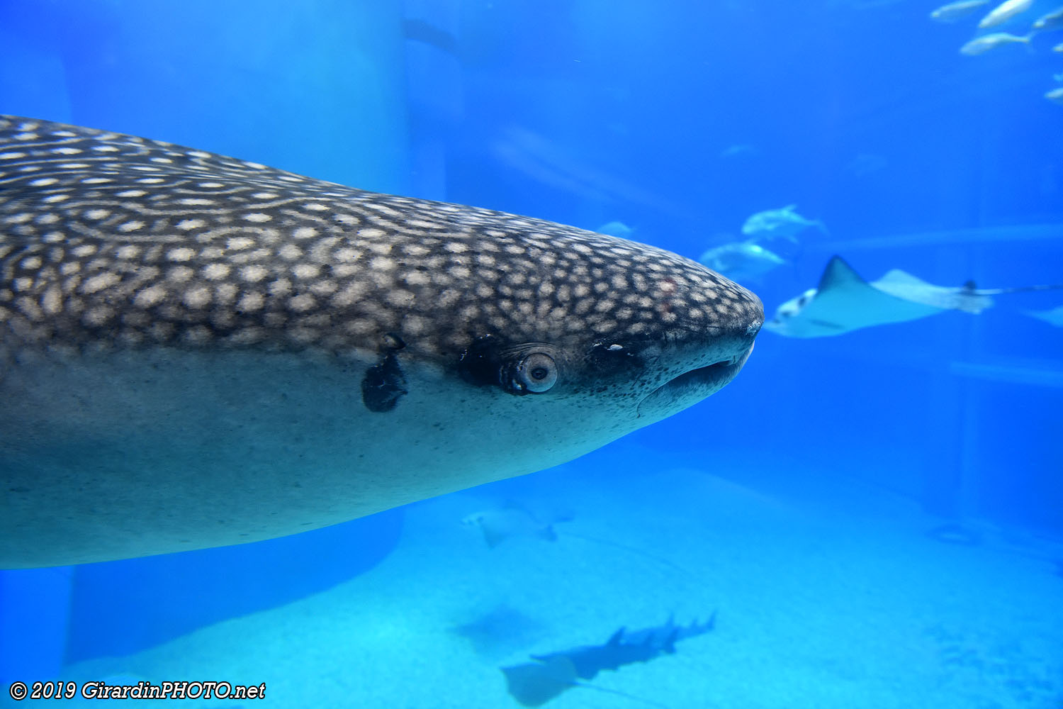 Requins baleines
