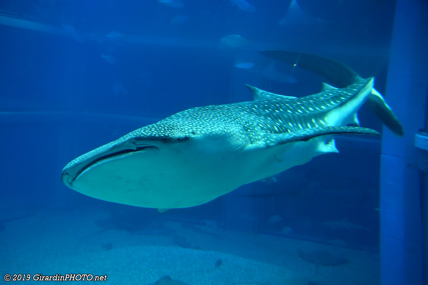 Requins baleines