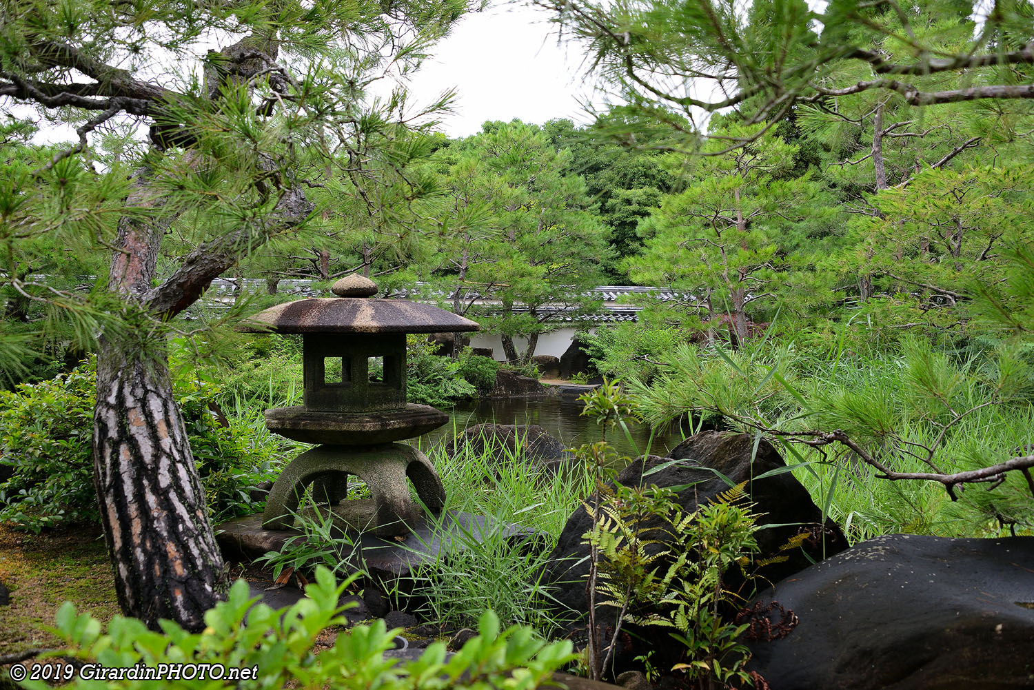 The Garden of Pine Trees