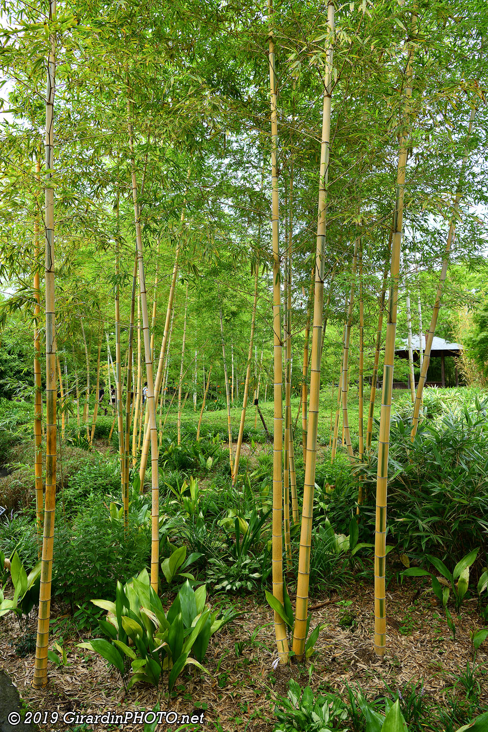 The Garden of Bamboo