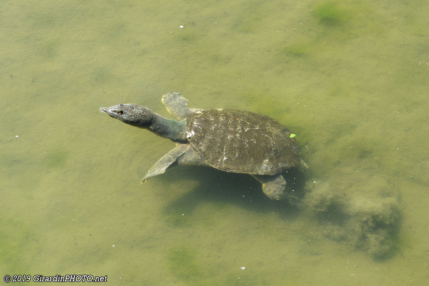 Depuis le pont il est possible de nourrir les Koï et les tortues