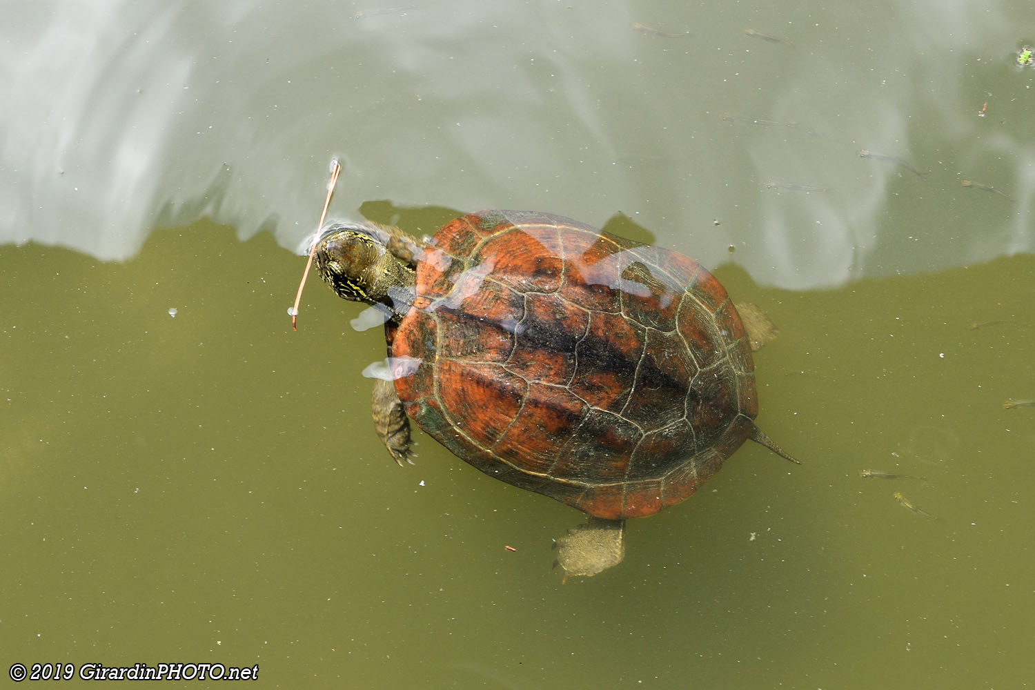 Depuis le pont, il est possible de nourrir les Koï et les tortues