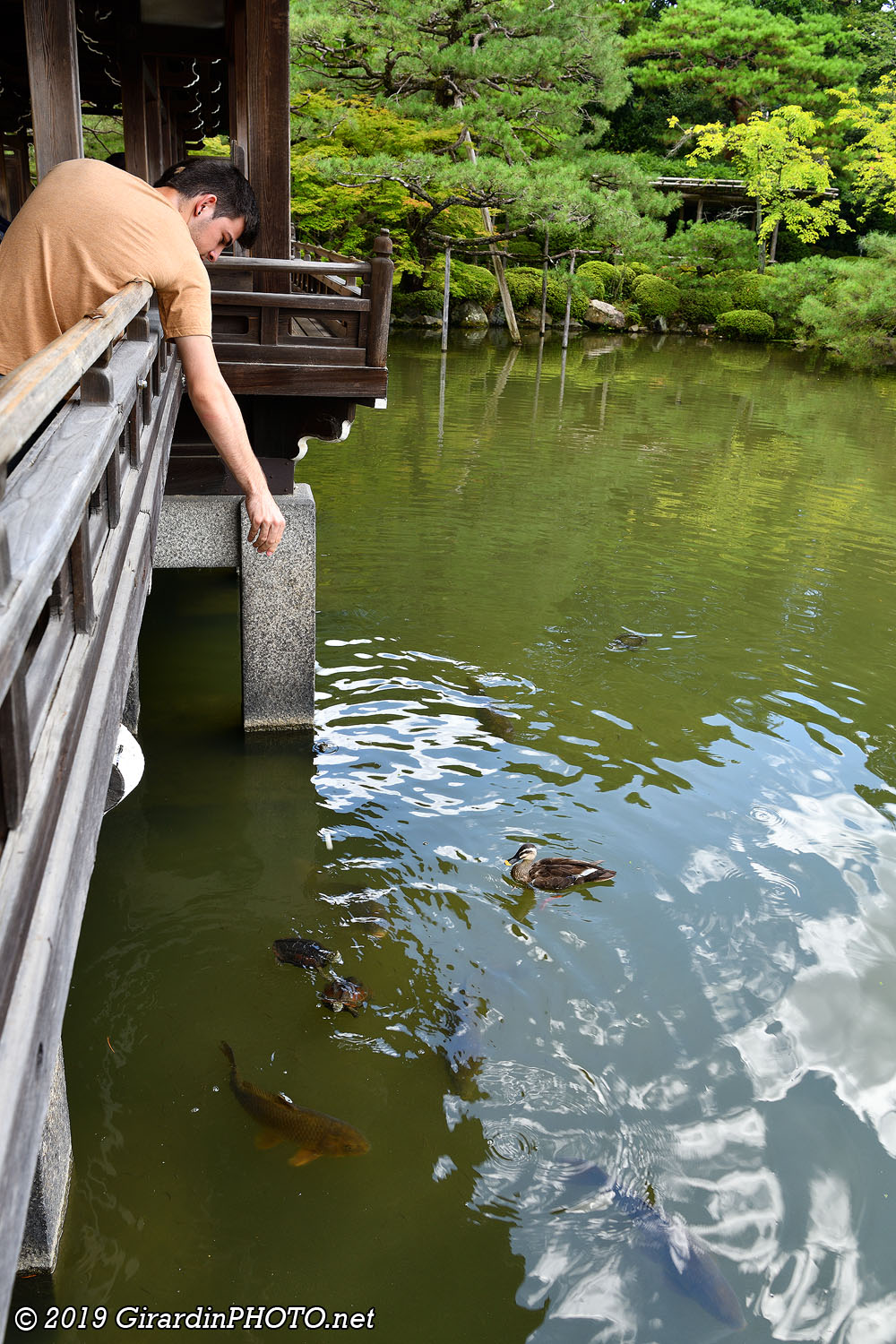 Depuis le pont il est possible de nourrir les Koï et les tortues