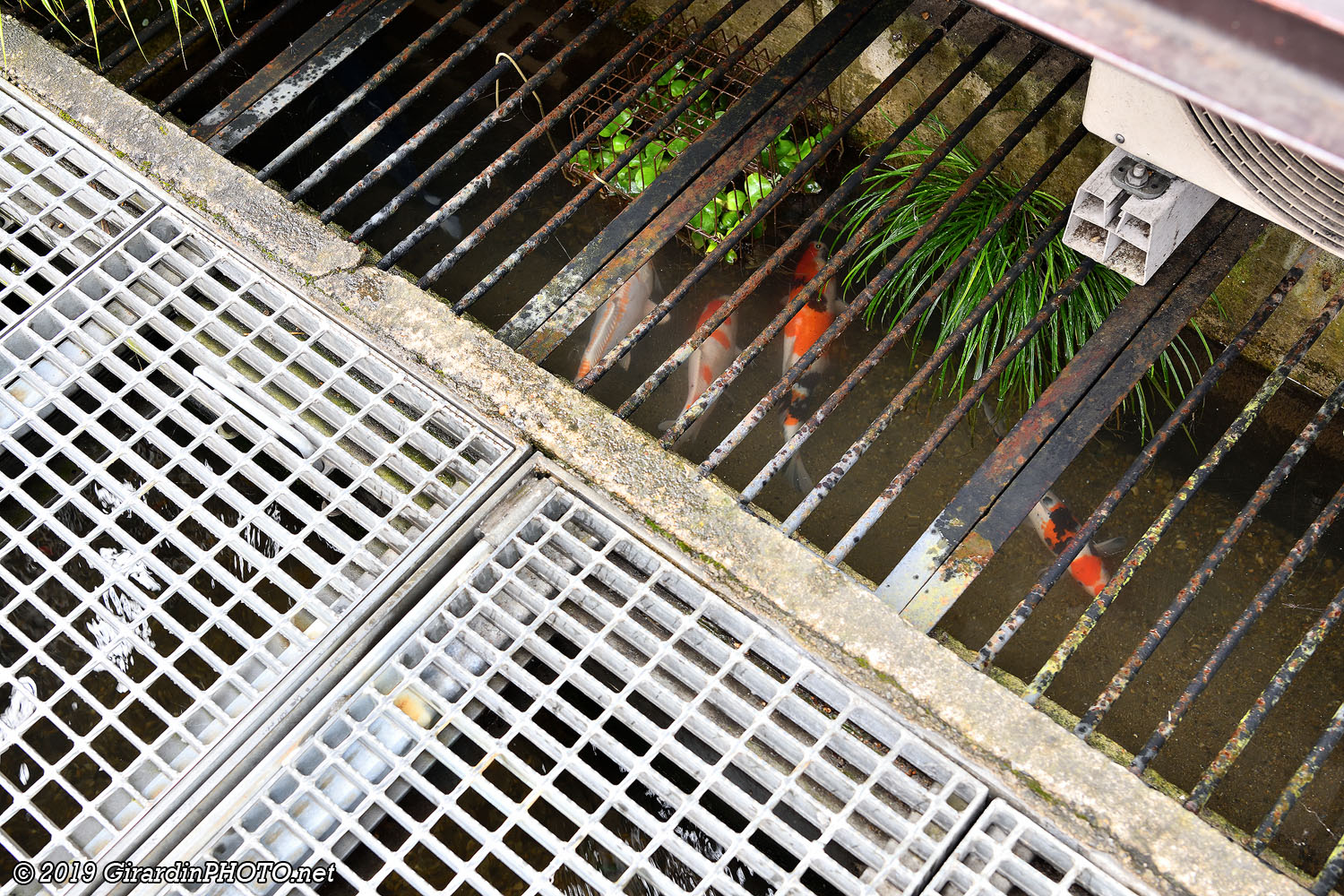 Canal de drainage avec carpes koï