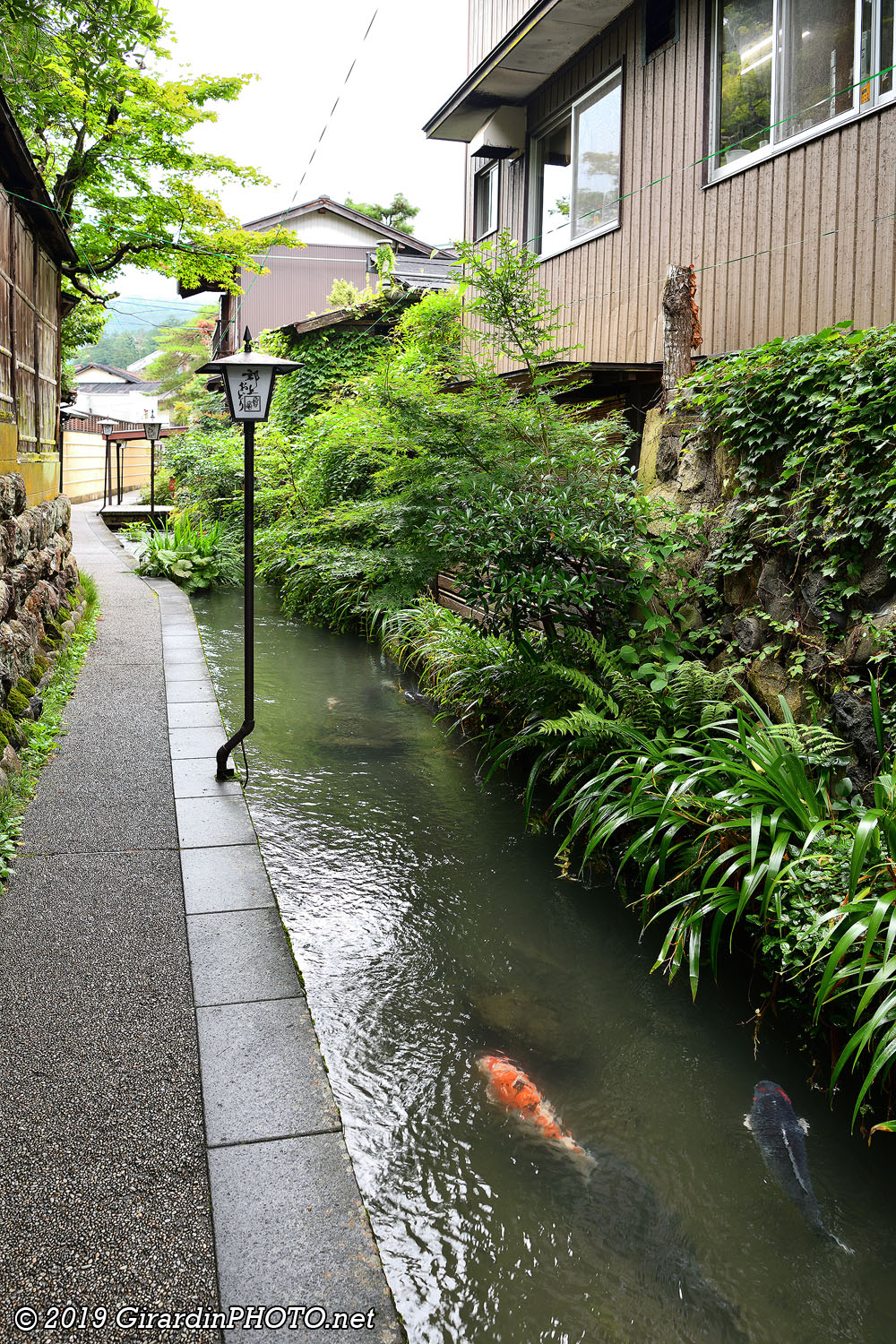 Igawa Komichi et ses carpes koï