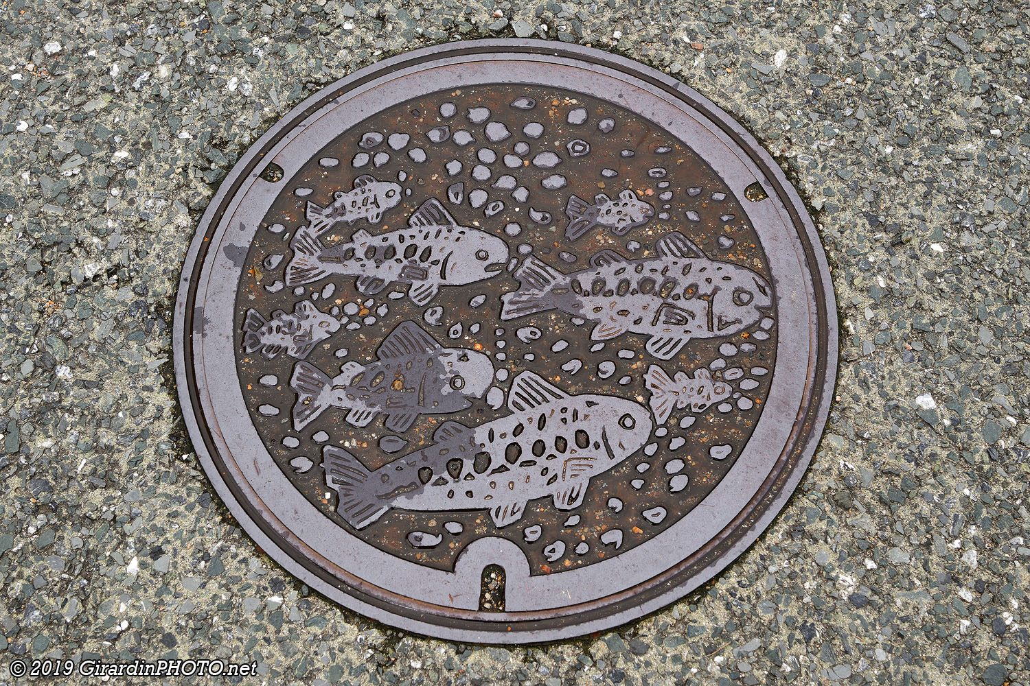 A Gujō, il y a des carpes koï jusque sur les grilles d’égout