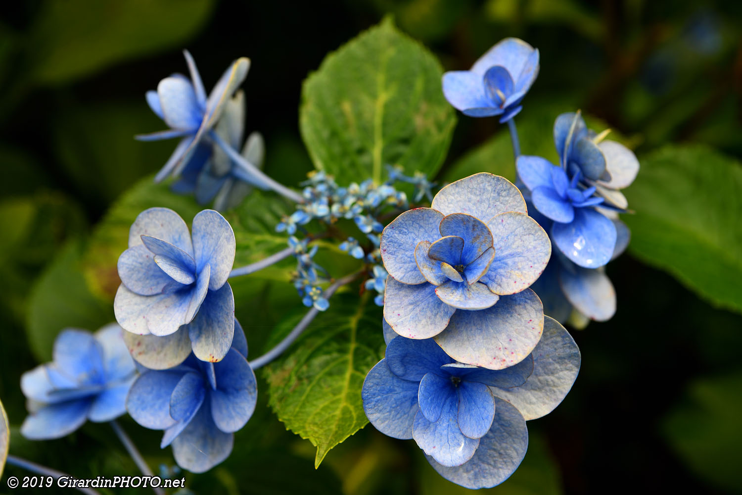 Hortensia
