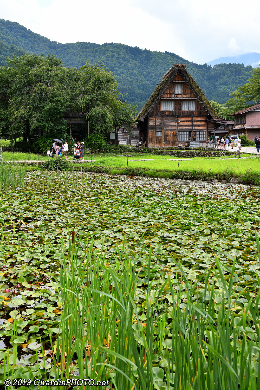 Village d'Ogimachi et ses rizières