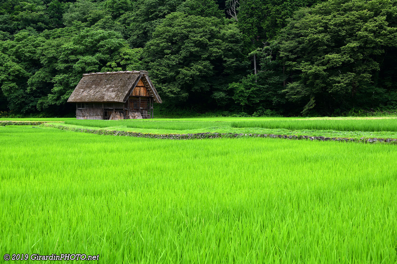 Village d'Ogimachi et ses rizières