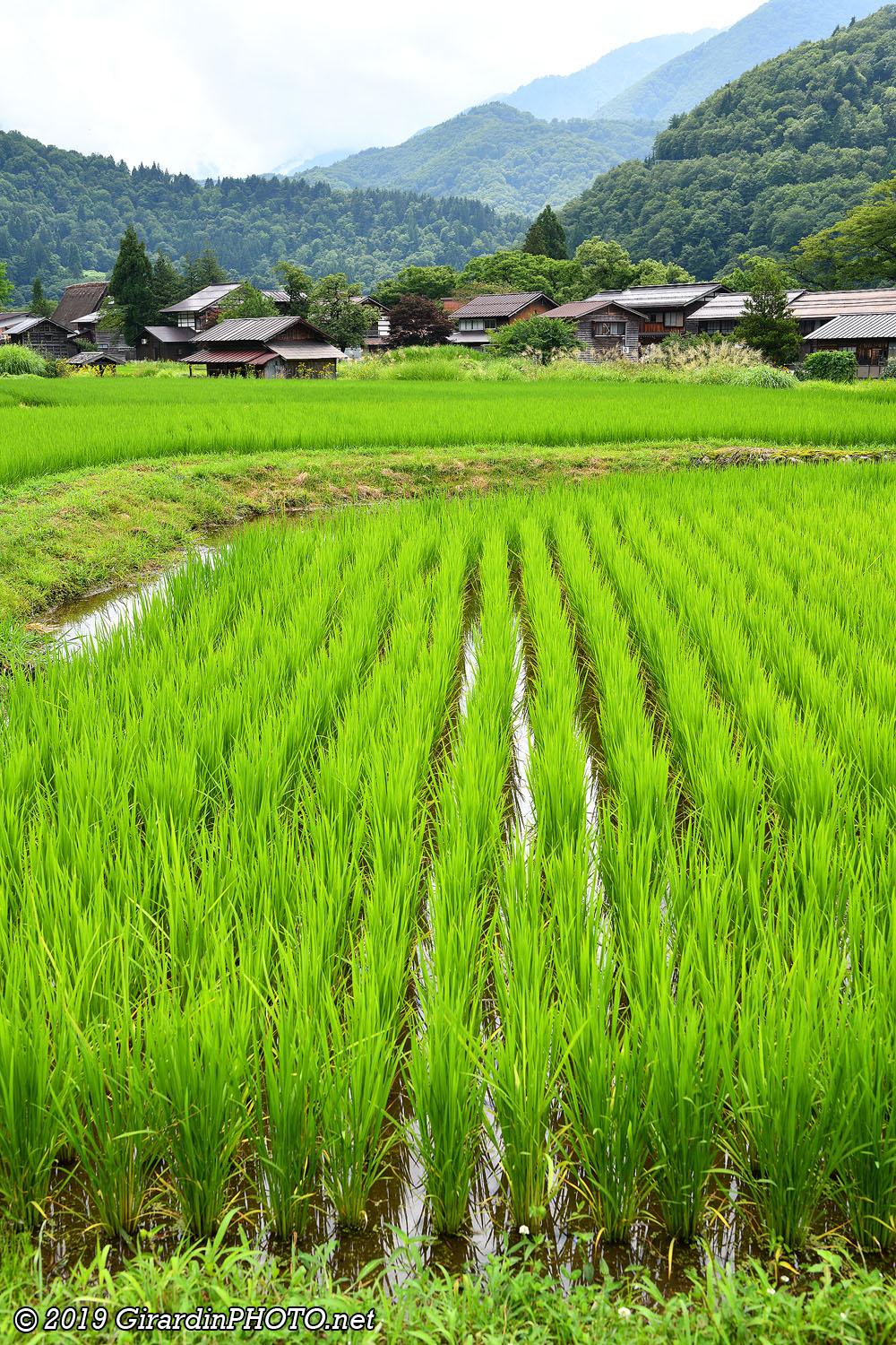Village d'Ogimachi et ses rizières