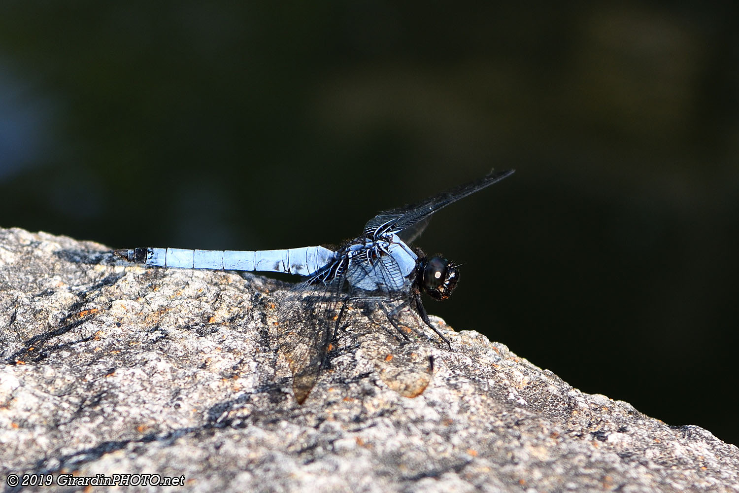 Libellule
