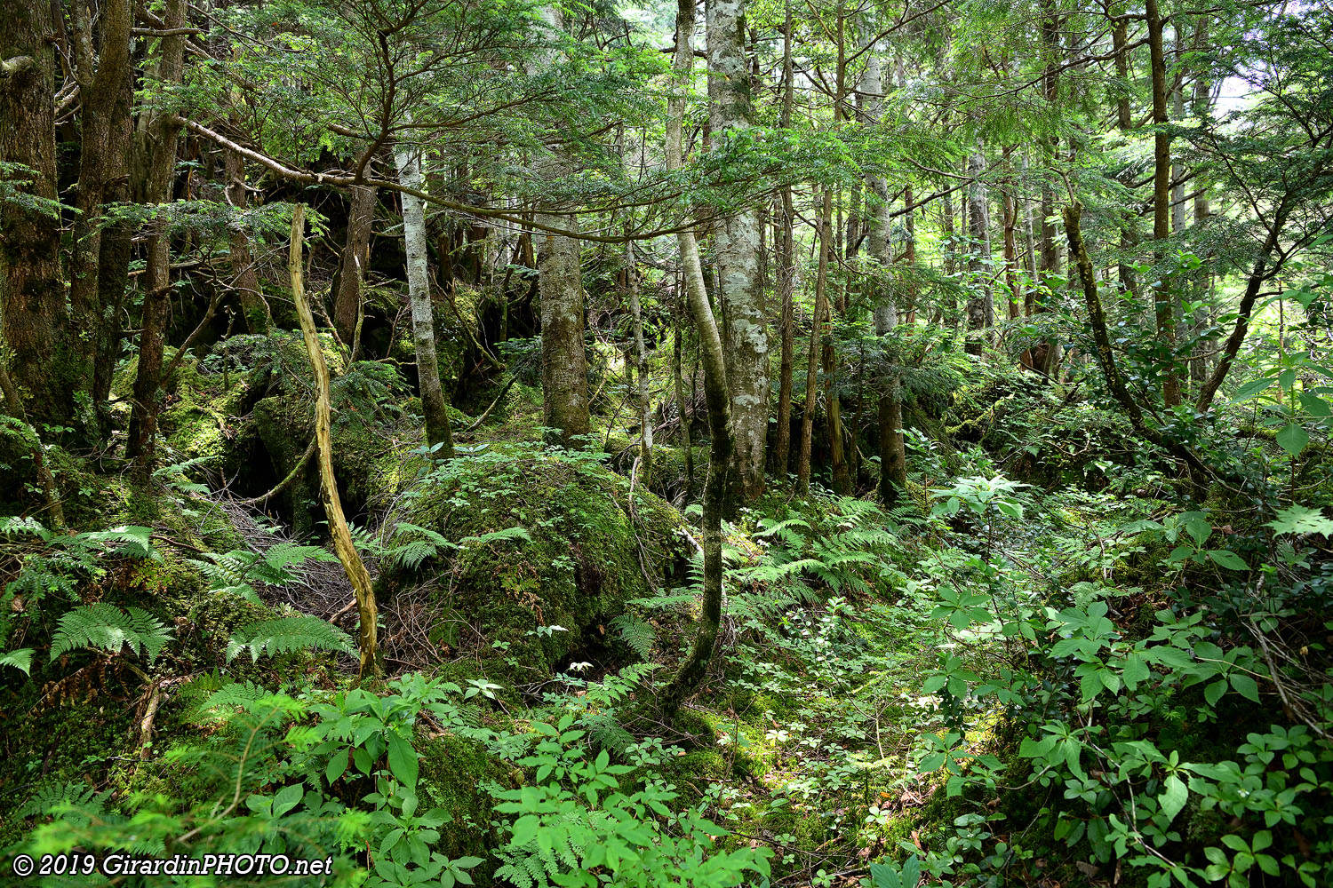 Forêt le long de la route nationale 158