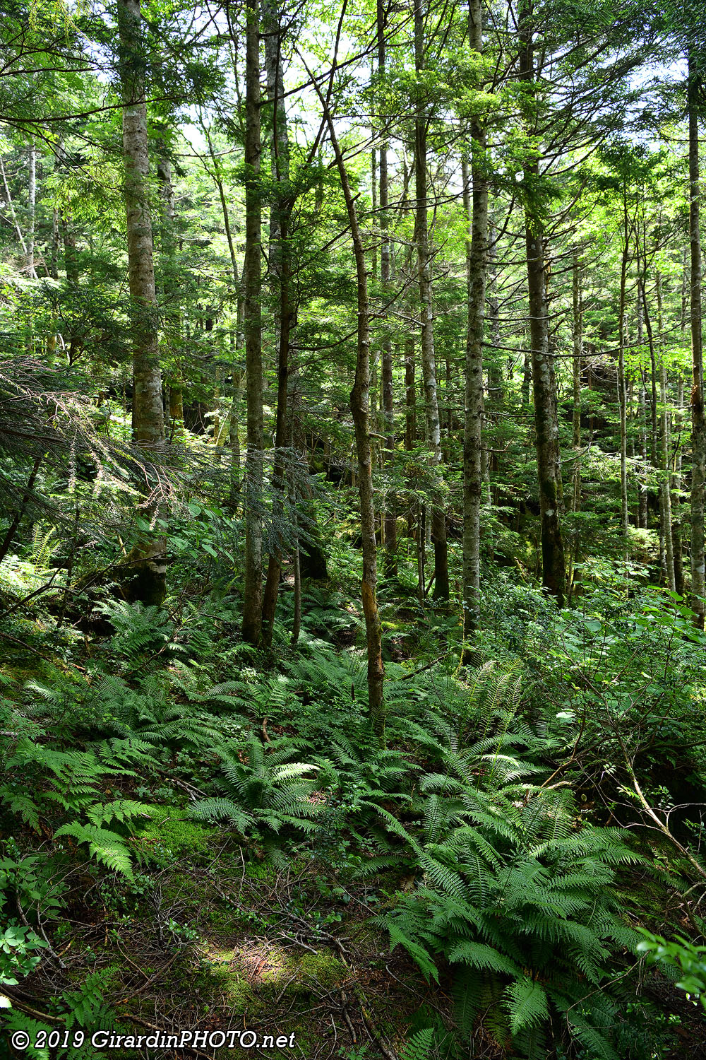 Forêt le long de la route nationales 158