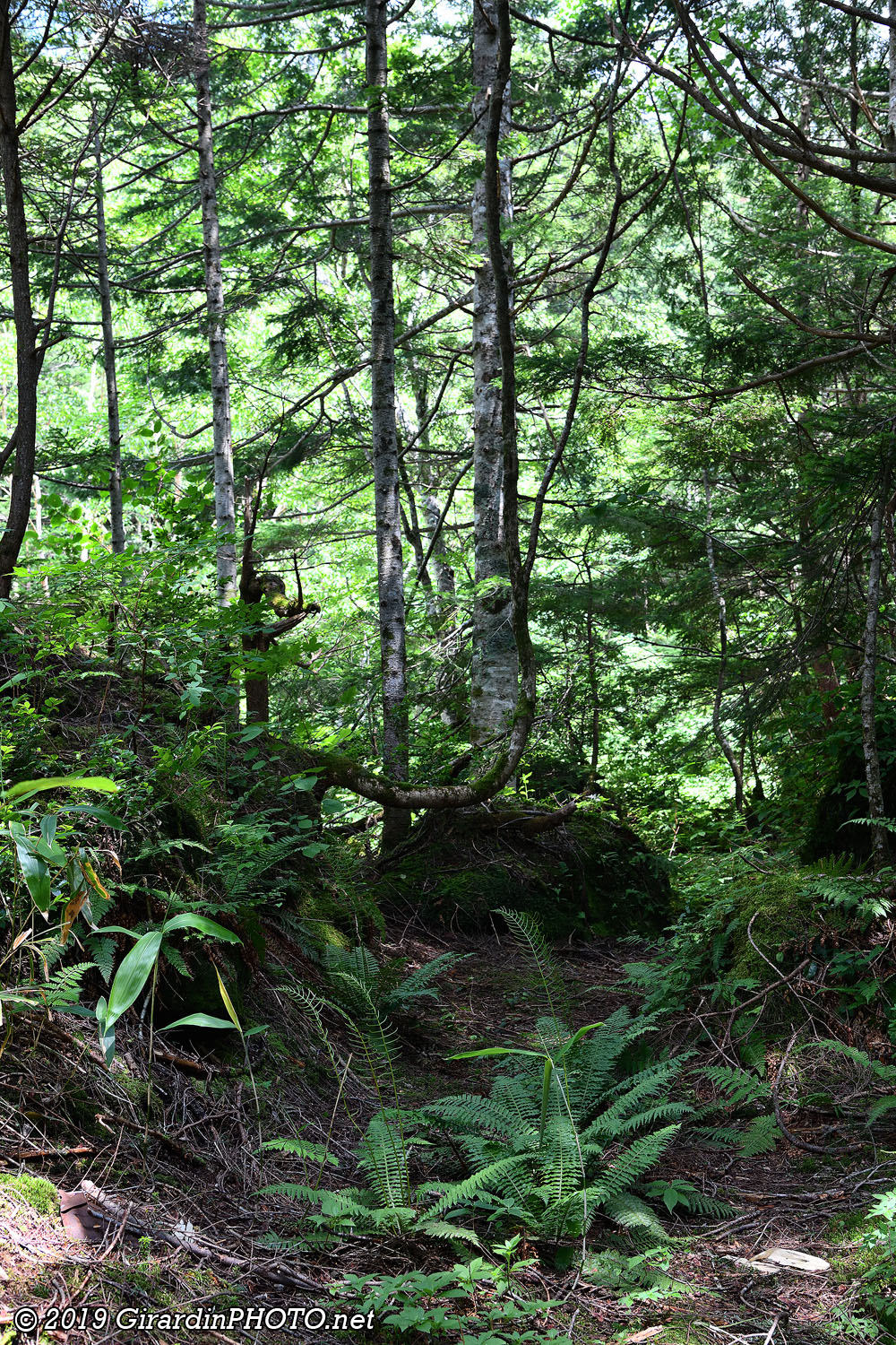 Forêt le long de la route nationales 158