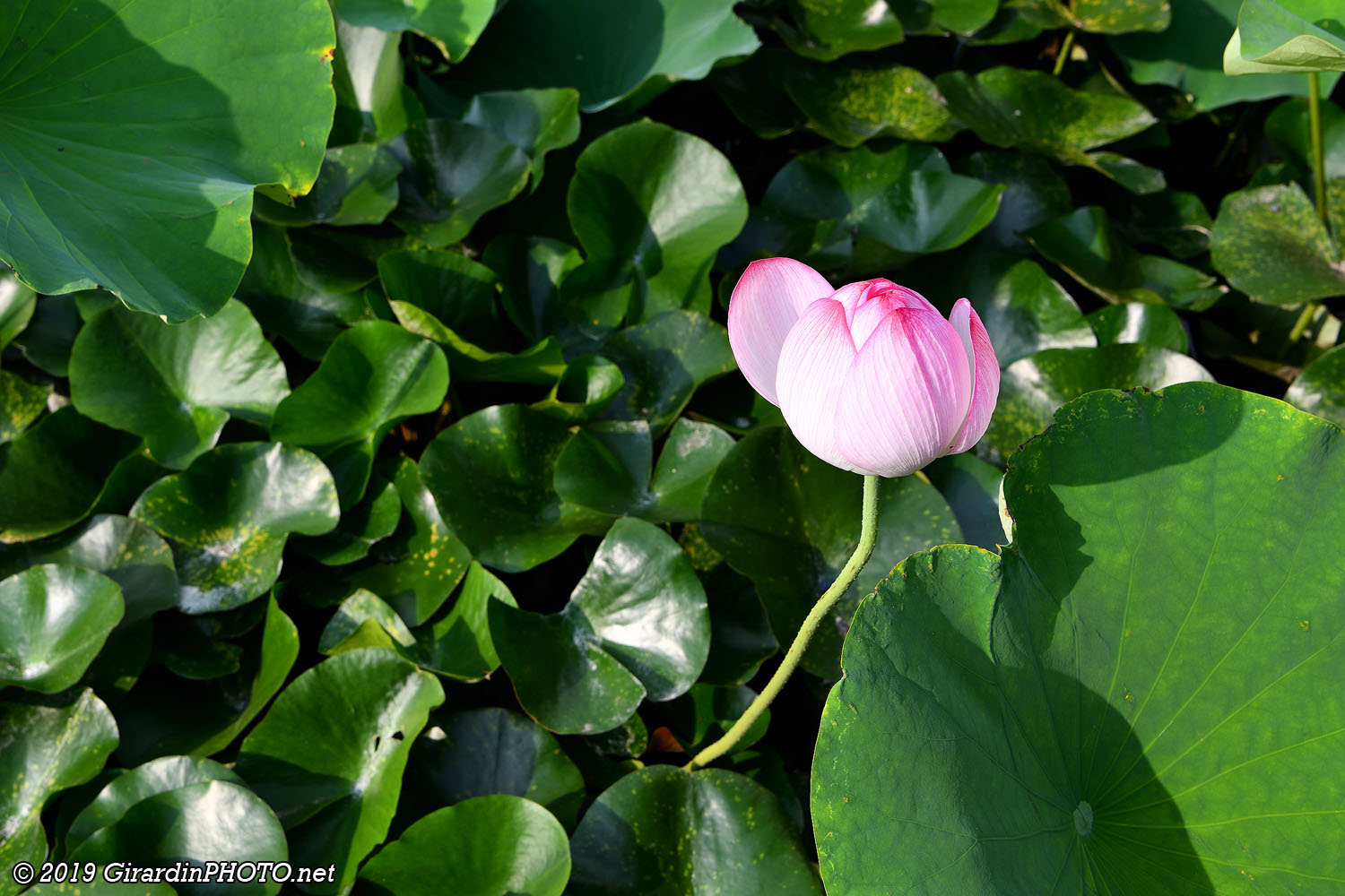 Matsumoto Castle et les fleurs de lotus