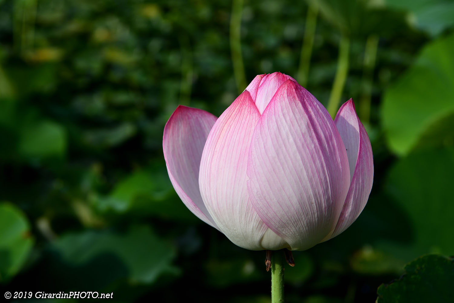 Matsumoto Castle et les fleurs de lotus