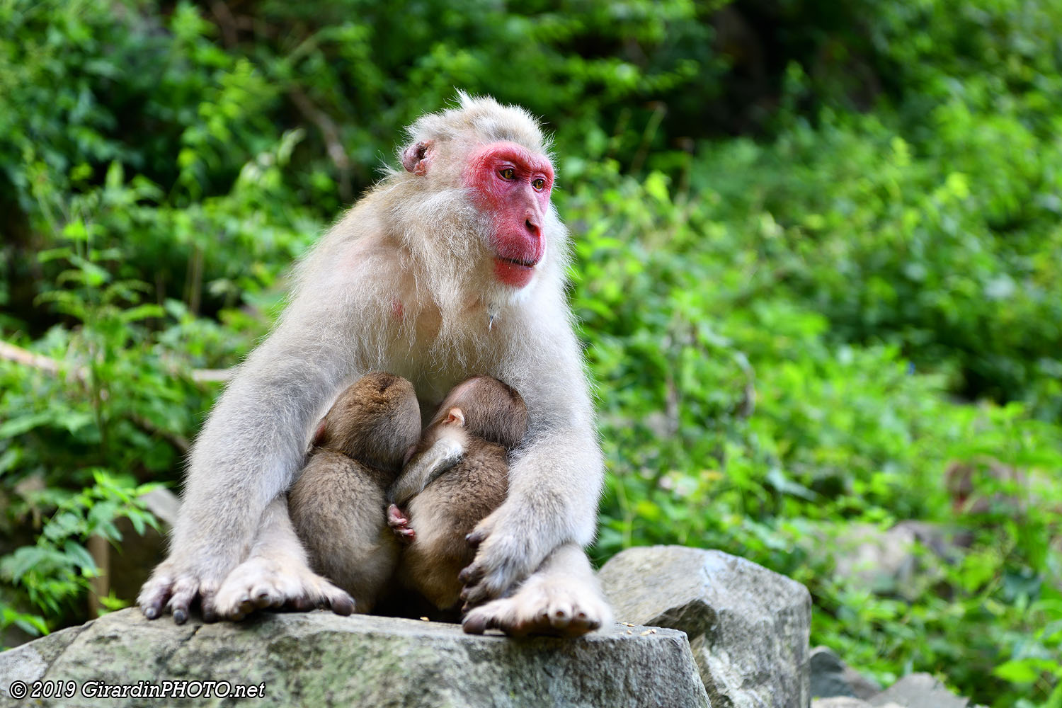 Macaques japonais