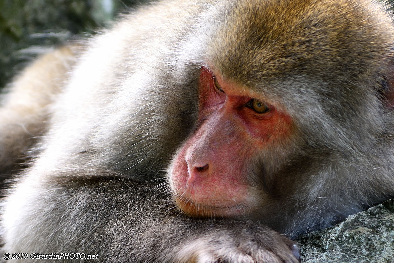 Macaques japonais