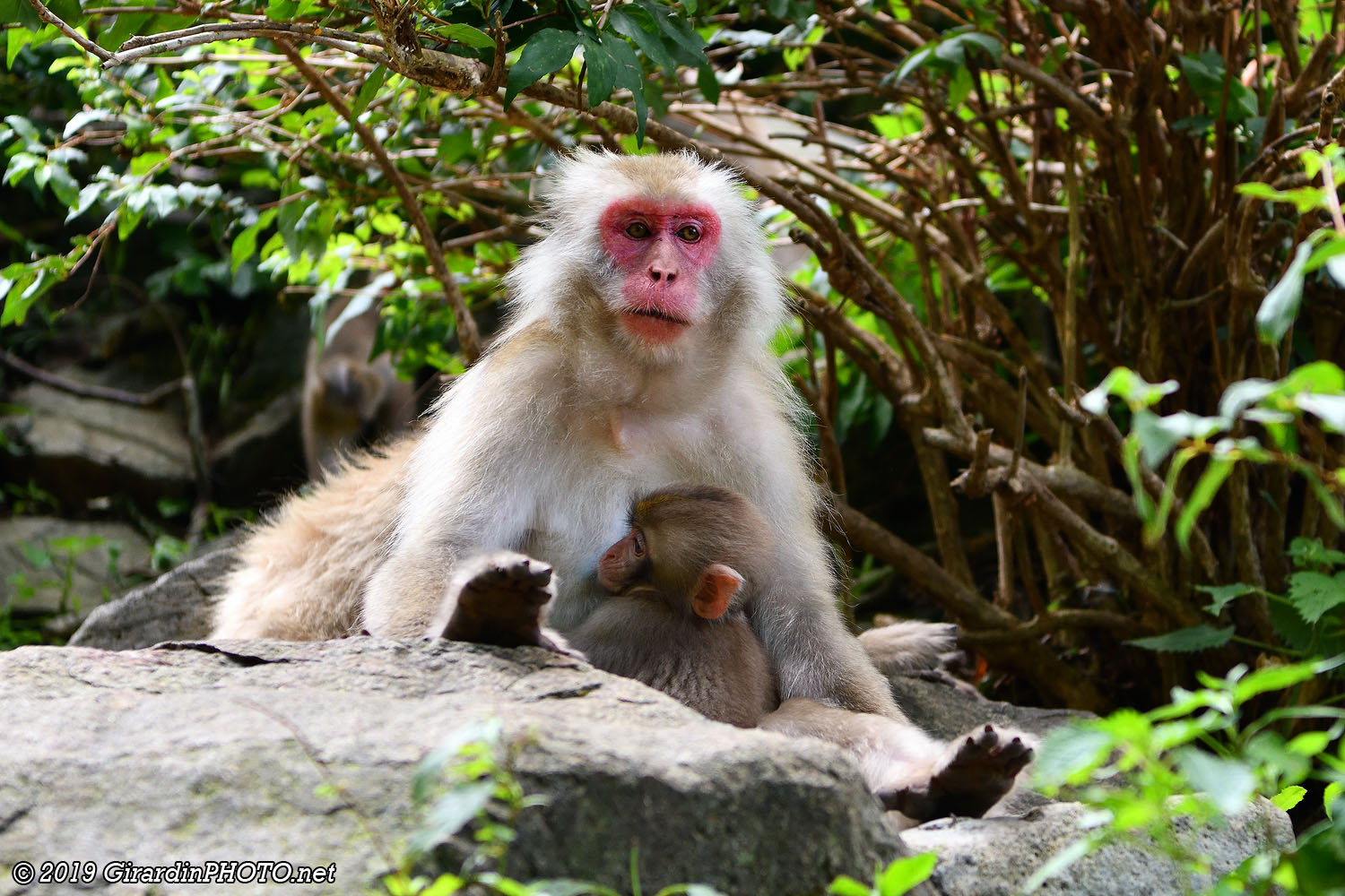 Macaques japonais