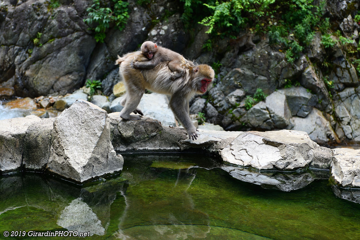 Singes au bord du onsen