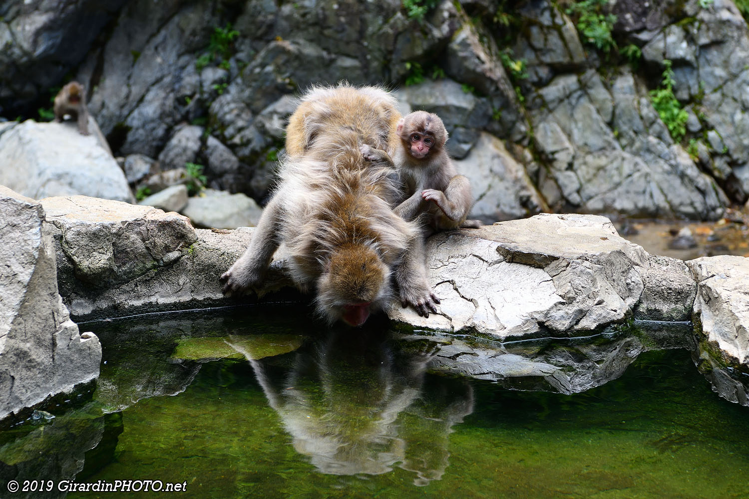 Singes au bord du onsen
