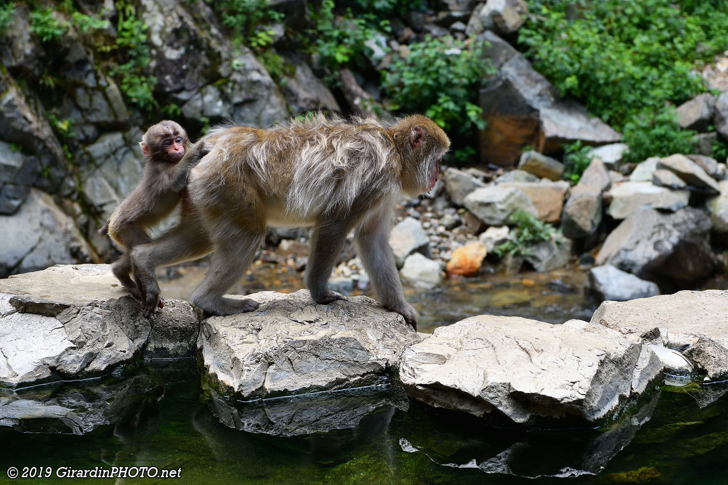 Singes au bord du onsen