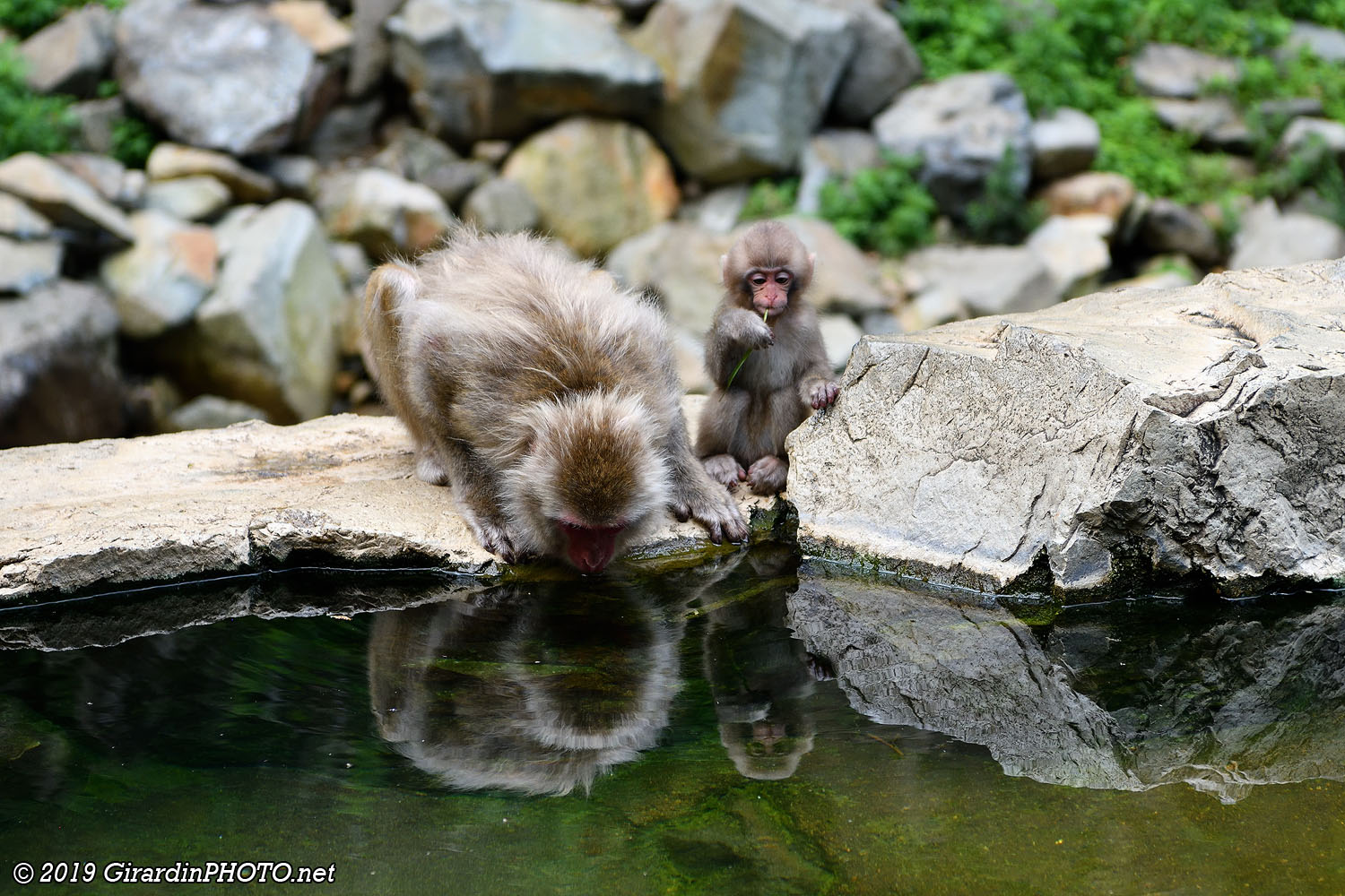 Singes au bord du onsen
