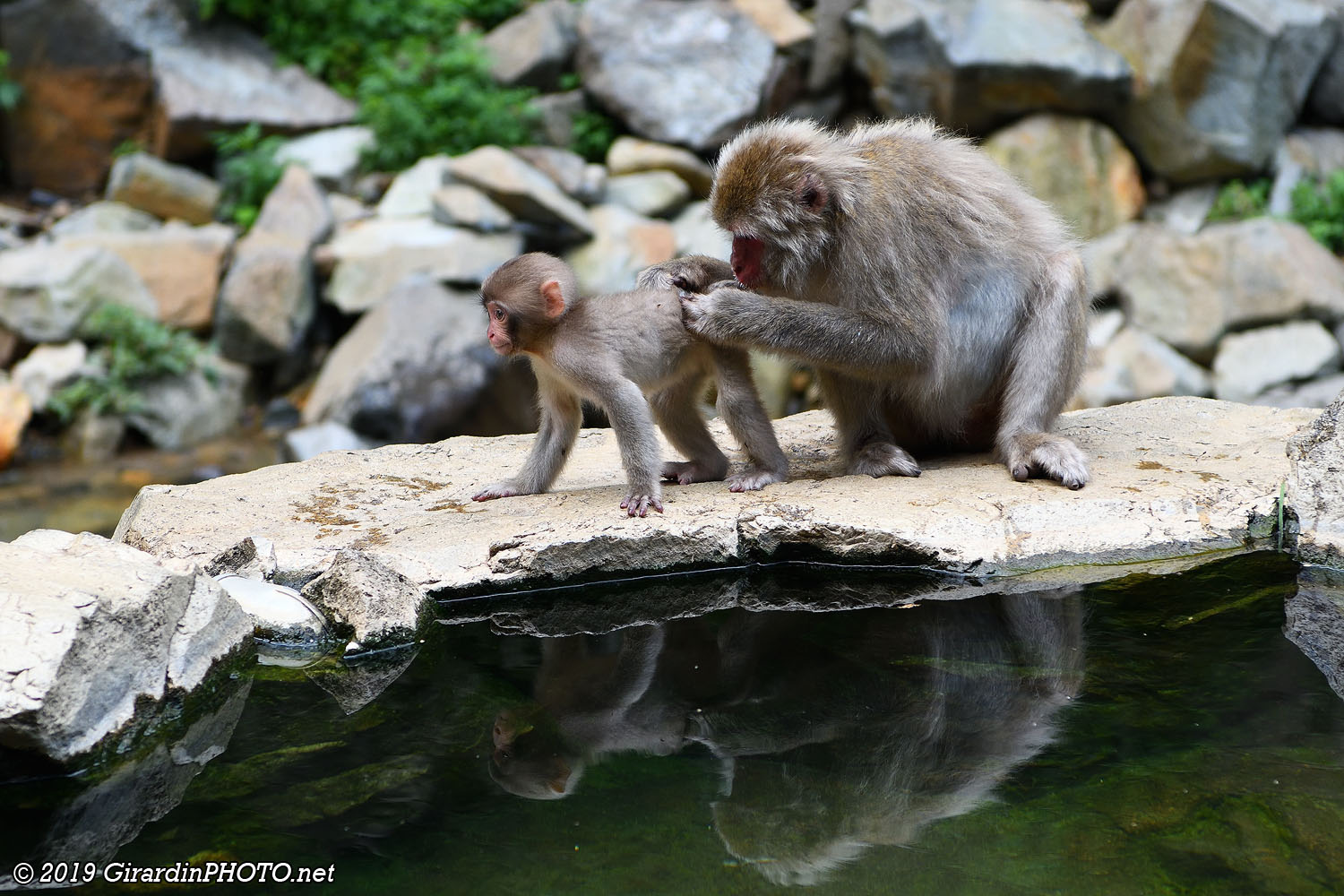 Singes au bord du onsen