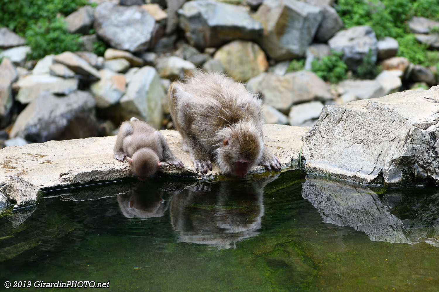 Singes au bord du onsen