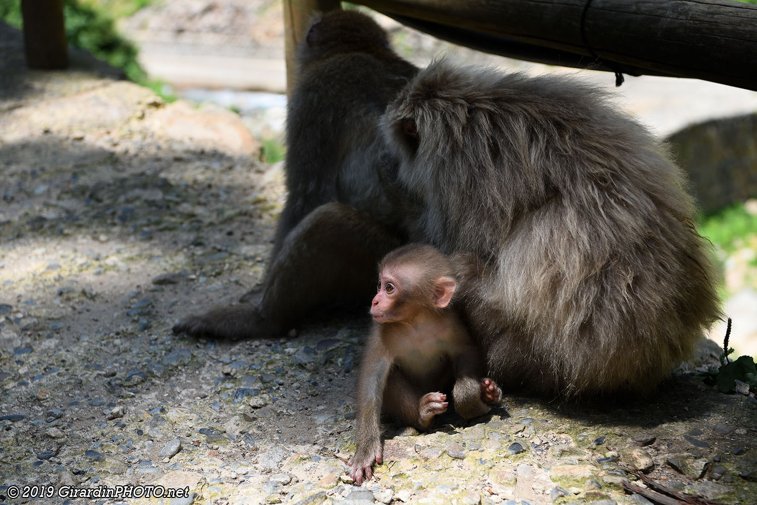 Bébés macaques japonais