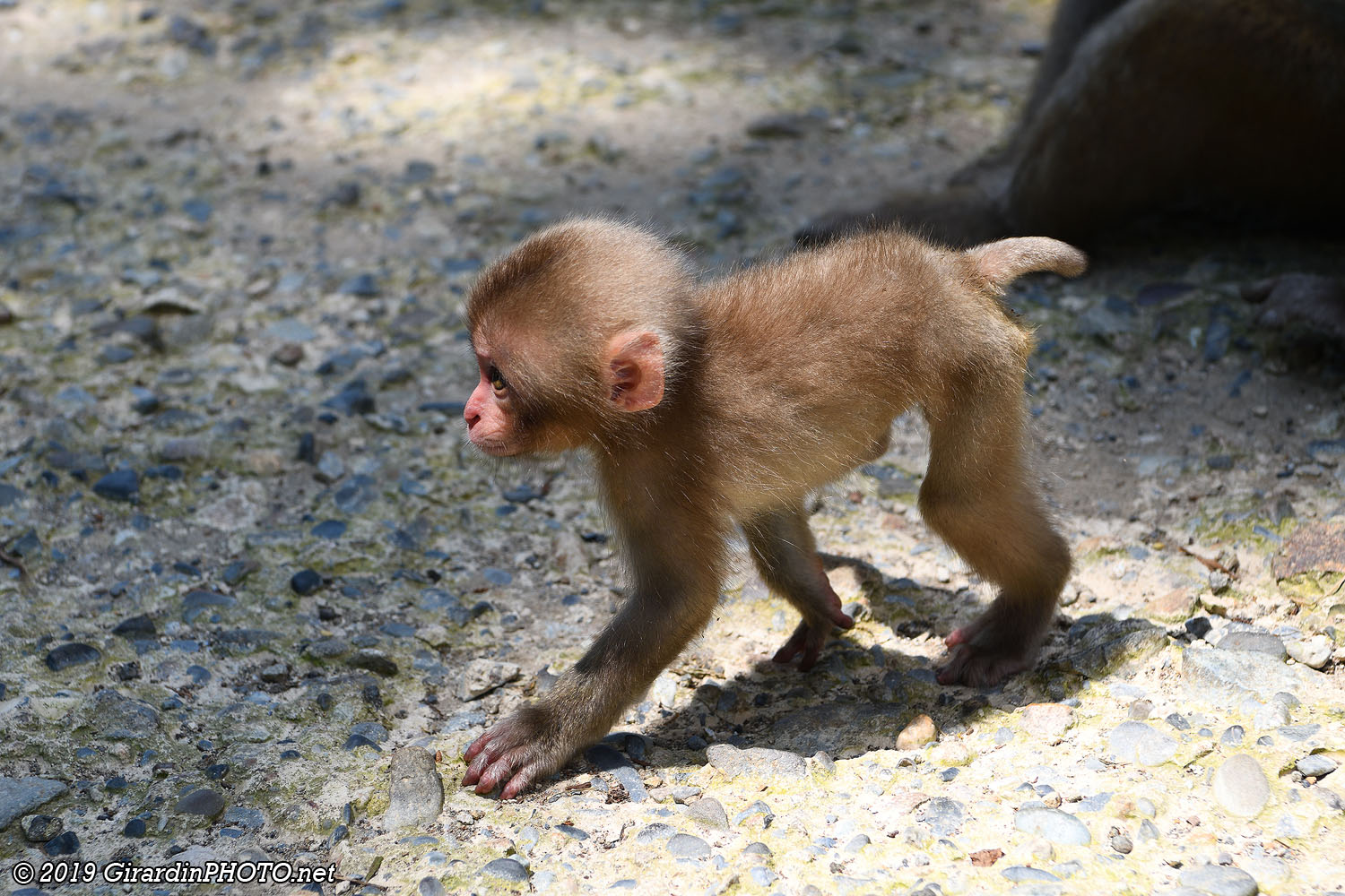 Bébés macaques japonais