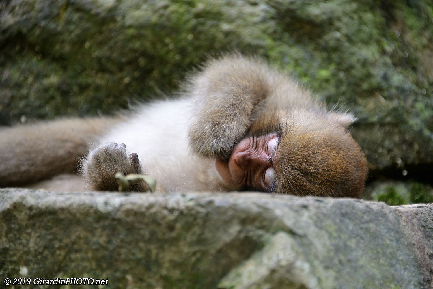 Macaques japonais