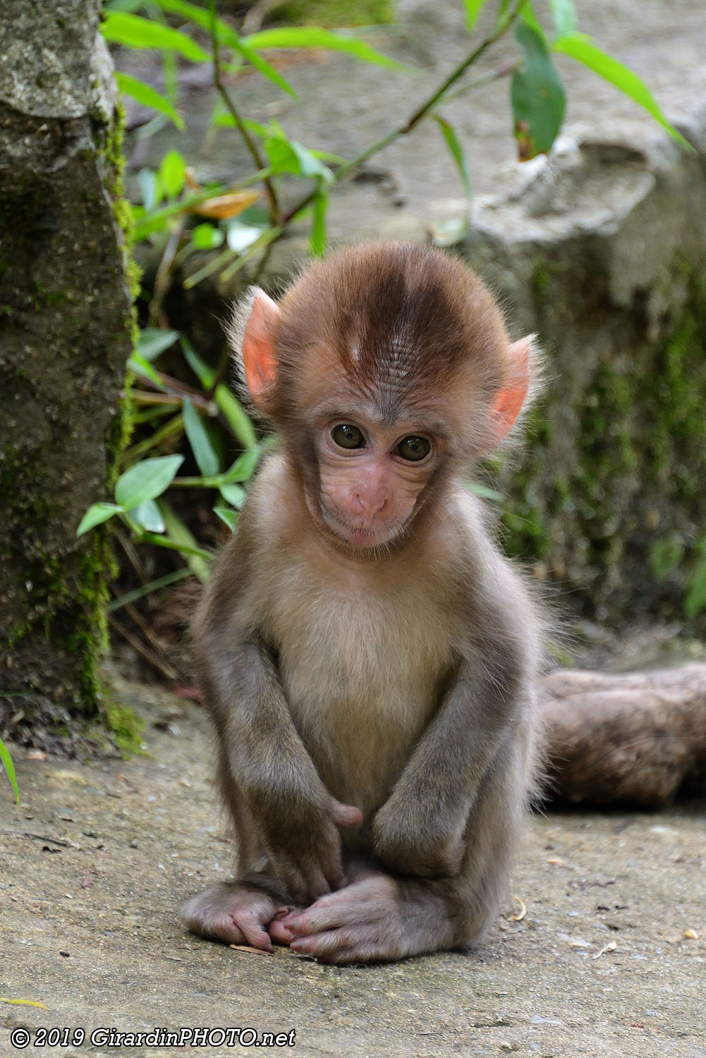 Bébés macaques japonais