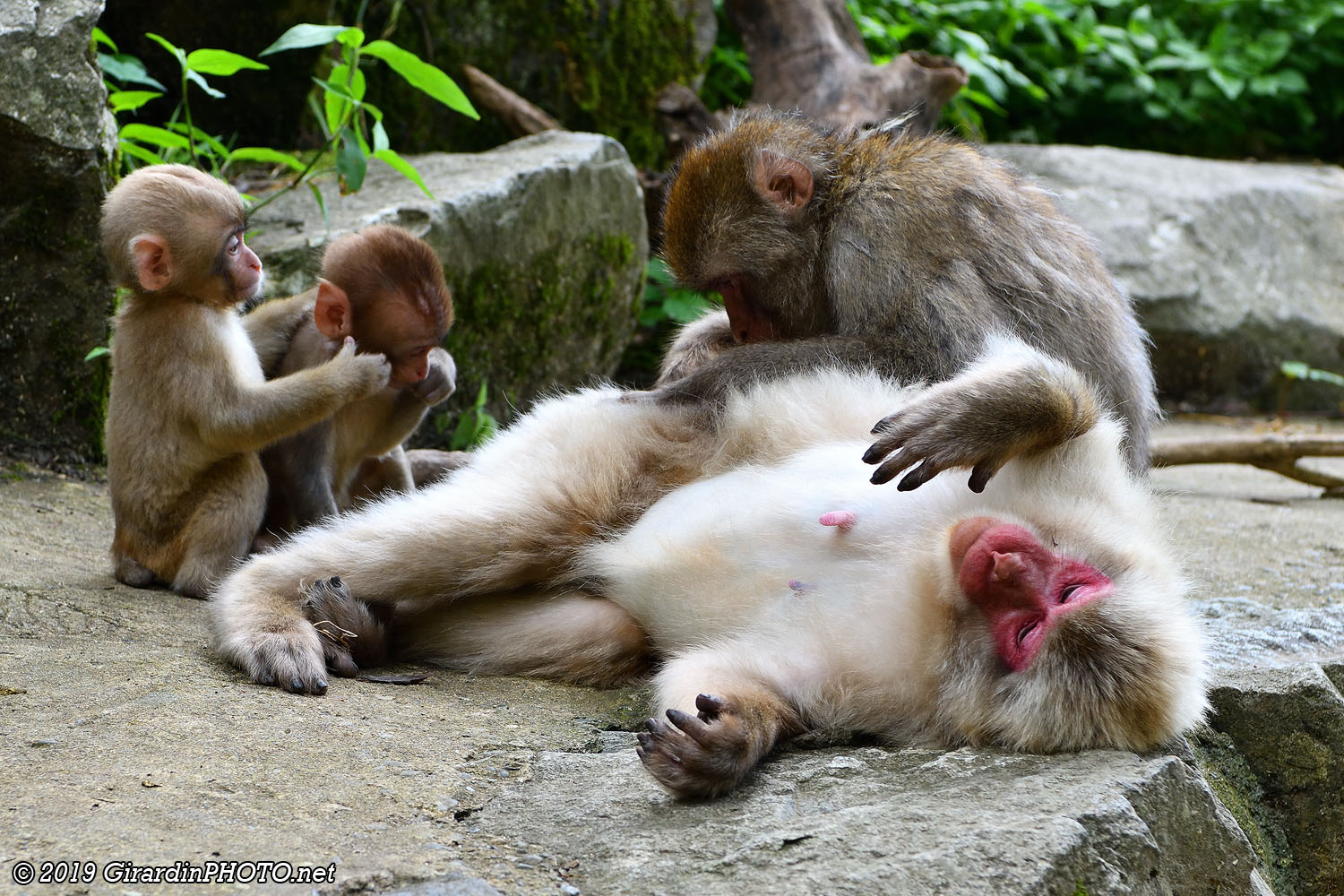 Scènes de vie chez les macaques japonais