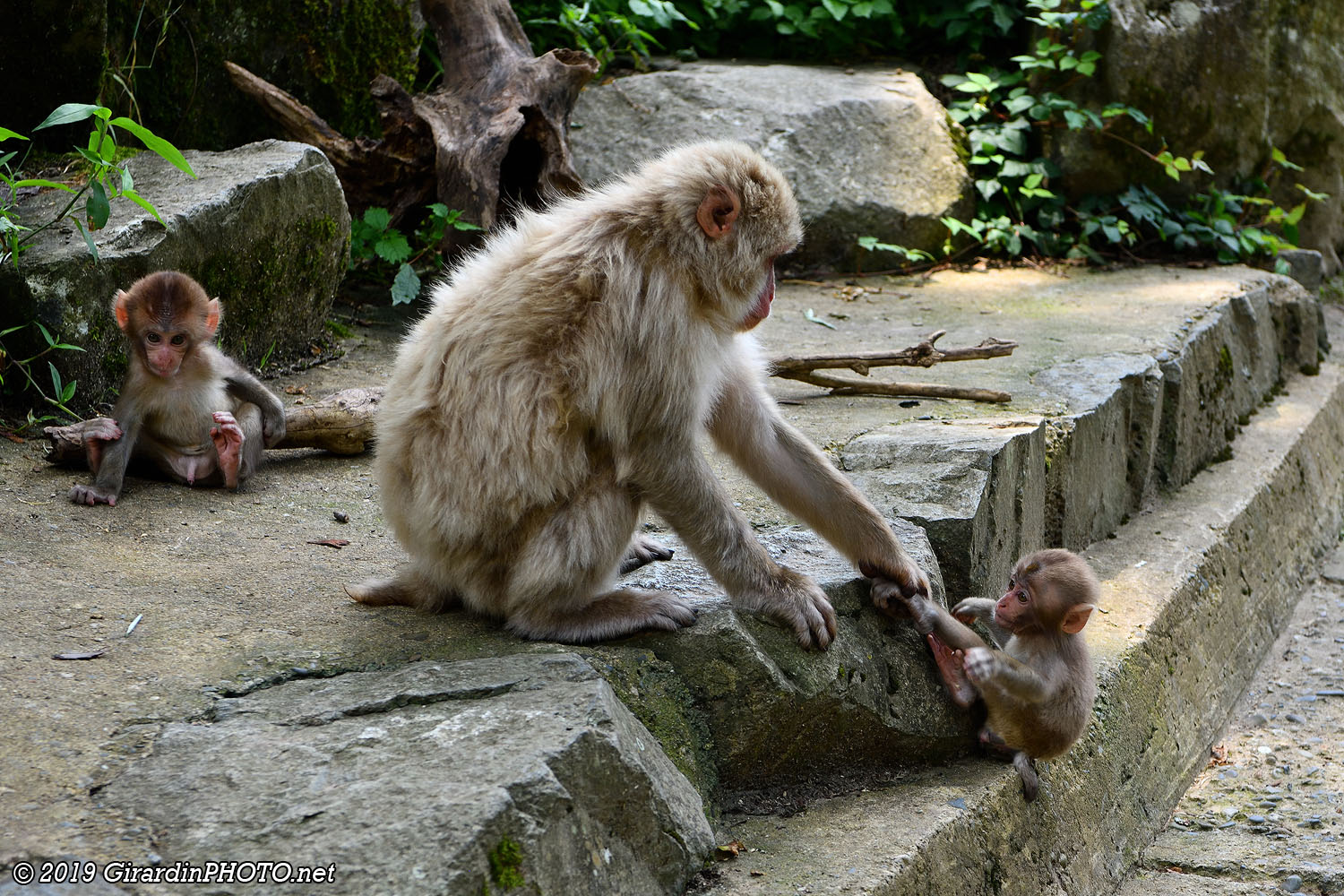 Scènes de vie chez les macaques japonais