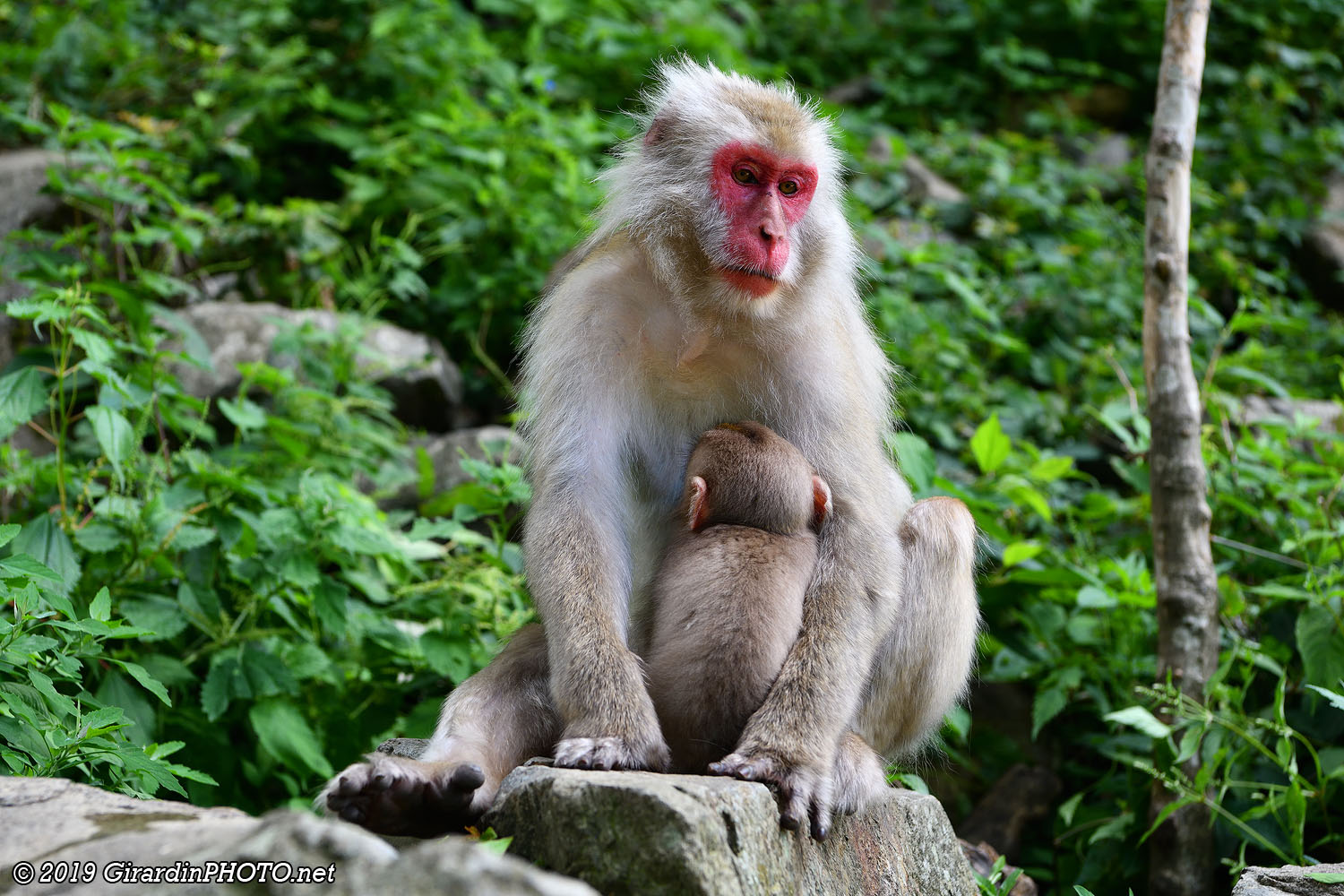 Macaques japonais