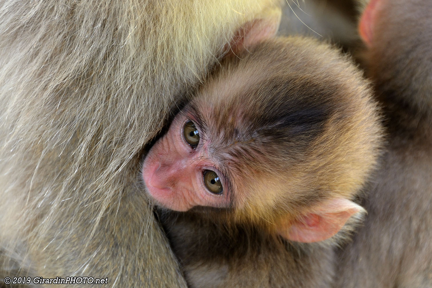 Bébés macaques japonais