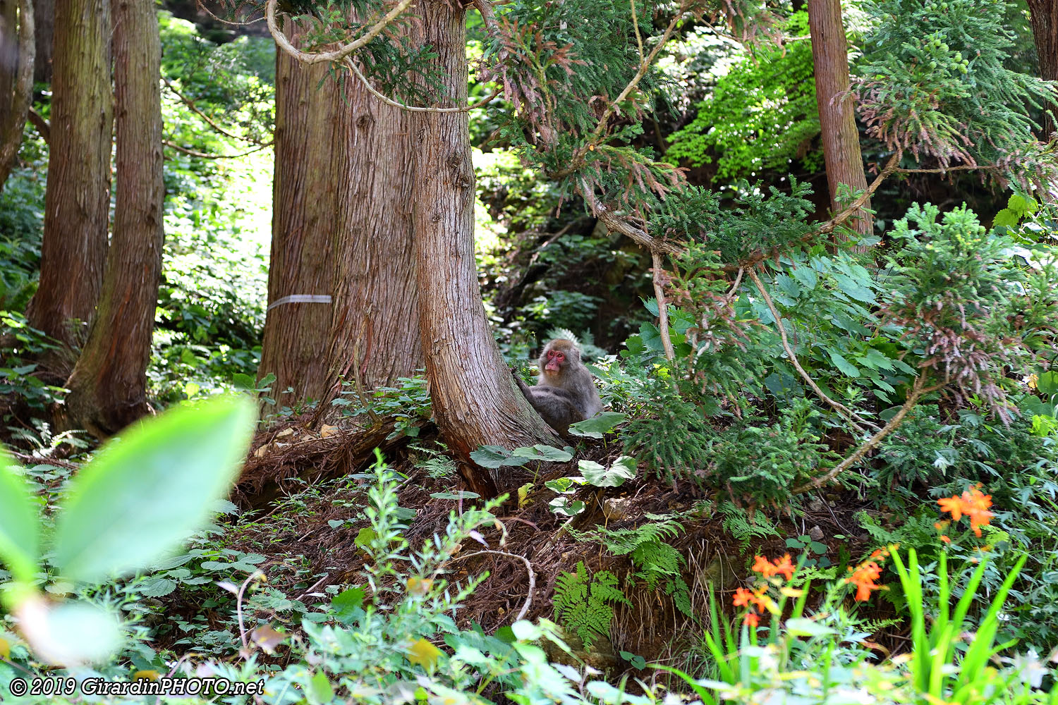 Macaques japonais sur le chemin du parking