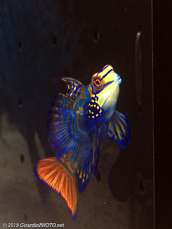 Poisson mandarin