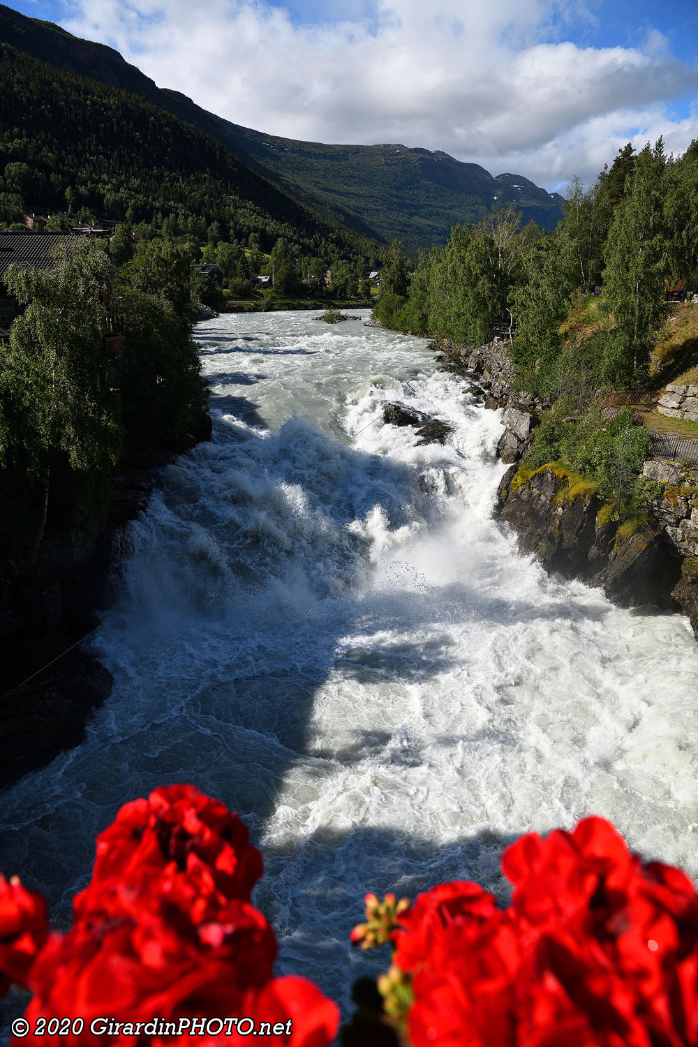 La Norvège est fleurie en ce moment !
