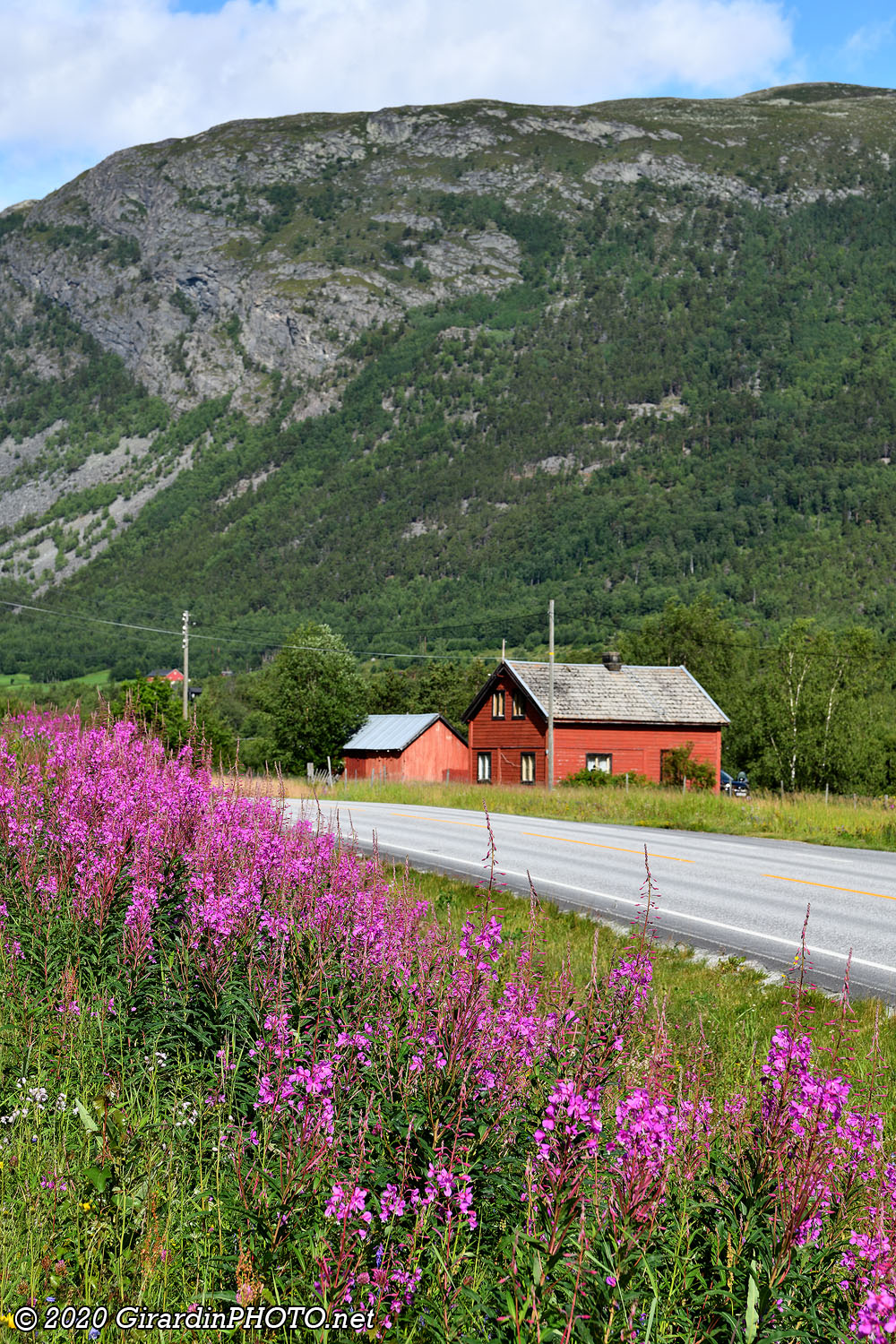 La Norvège est fleurie en ce moment !